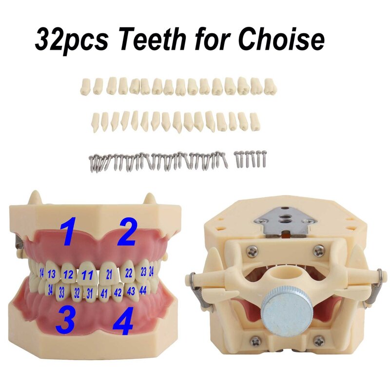Dental Ensino Modelo Demonstração Dente, Fit Frasaco modelo dentes, dentes removíveis, 32 PCs, disponível