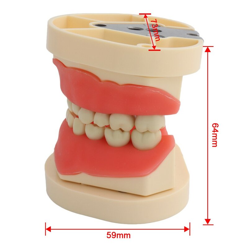 Modelo dental dentes modelo apto criança frasaco dental modelo de ensino modelo de demonstração dente para criança 24 pçs dentes disponíveis