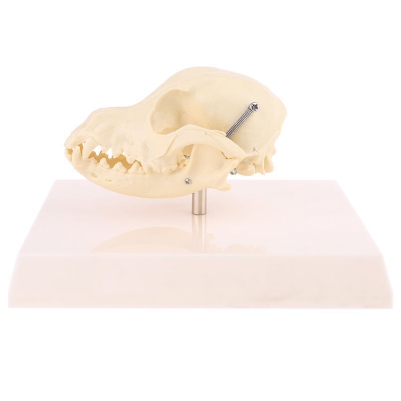 Cráneo de perro/lesiones de oreja, vértebras anatómicas/lumbares de animales con modelo de coxis, ayuda para la ciencia veterinaria, investigación didáctica