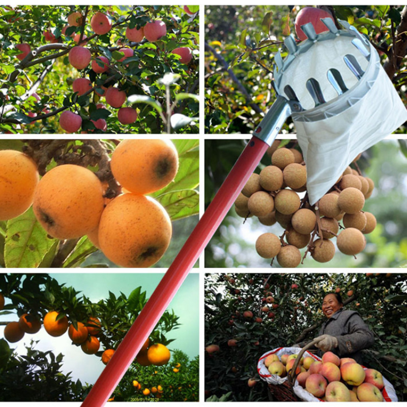 Recolector de frutas de Metal para huerto, herramientas de recolección de árboles altos, manzana, melocotón, herramientas de jardinería