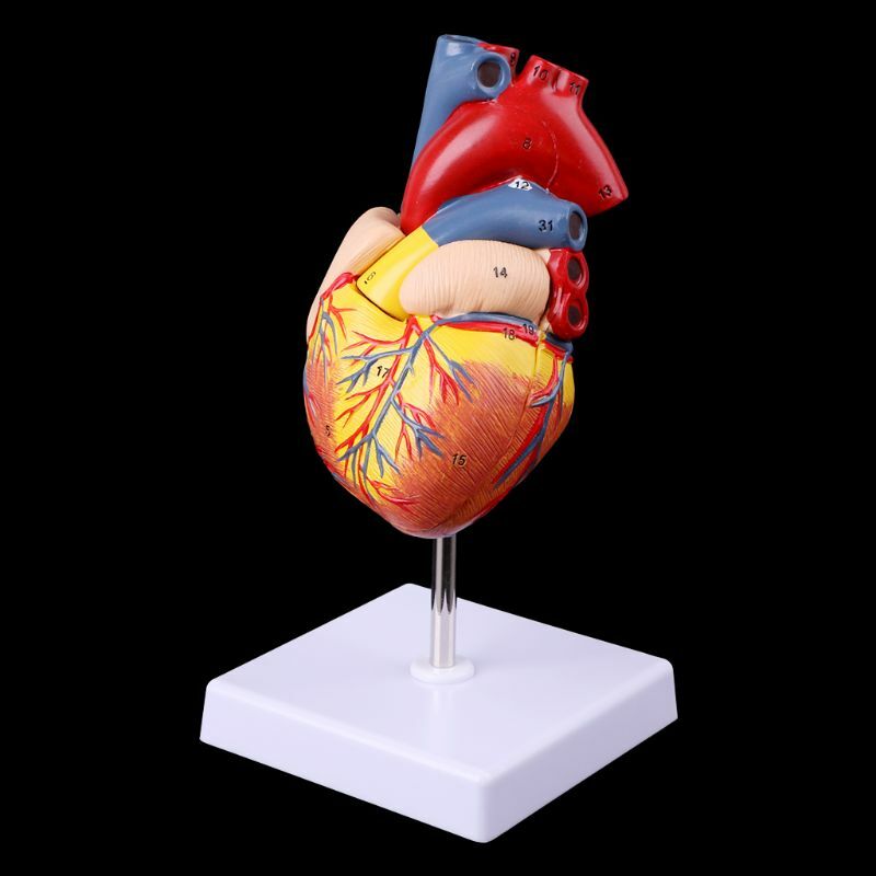 分解された解剖学的人間の心臓モデル解剖学医療教育ツールドロップシップ