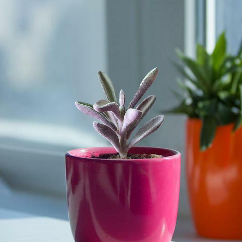 Piante grasse artificiali floccate piante finte realistiche piante grasse finte floccate non in vaso Mini piante grasse artificiali