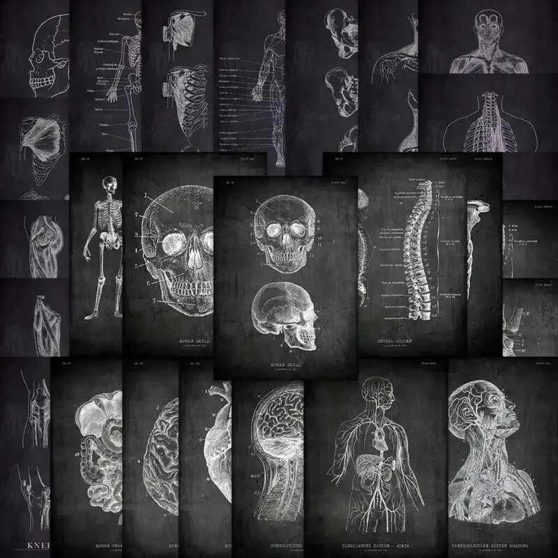 25pcs Anatomical Skeleton Chalkboard Stickers For Laptop PVC Water Bottle Toy Medicine Student Gifts Waterproof Decal