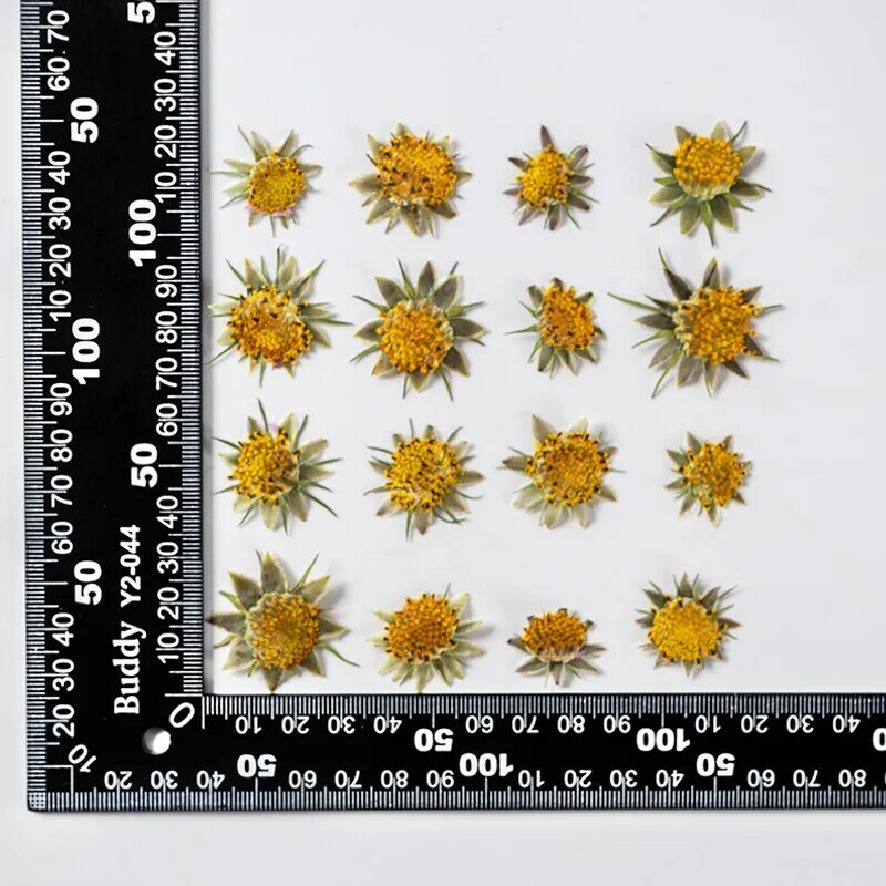 120pcs Pressed Dried Galsang Flower Stamen Herbarium For Jewelry Postcard Bookmark Frame Phone Case Invatation Card DIY Making
