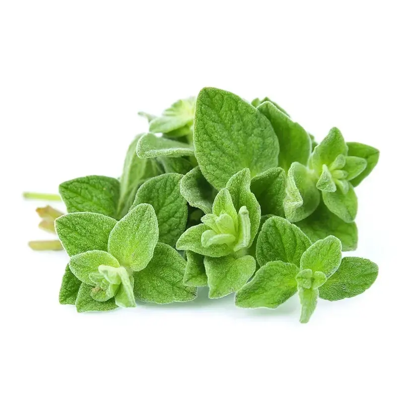 Oregano Essential Oil Oroaroma Naturally Sourced From Oregano Leaves and Perfect Ingredient for DIY & Recipes