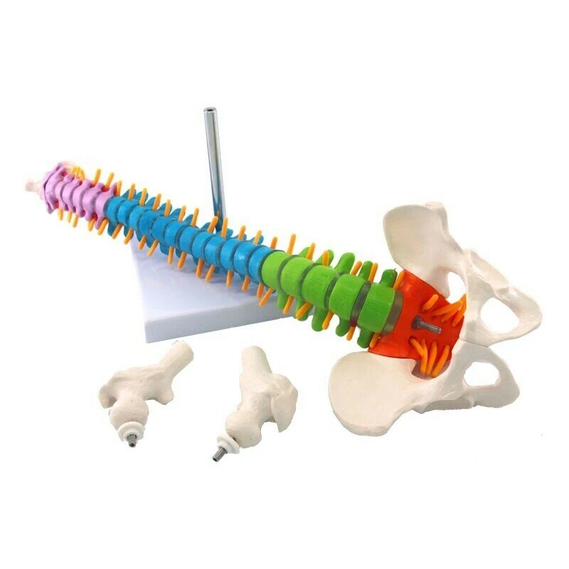 Modelo de columna vertebral con anatomía anatómica humana pélvica, recursos de enseñanza para estudiantes, 45Cm
