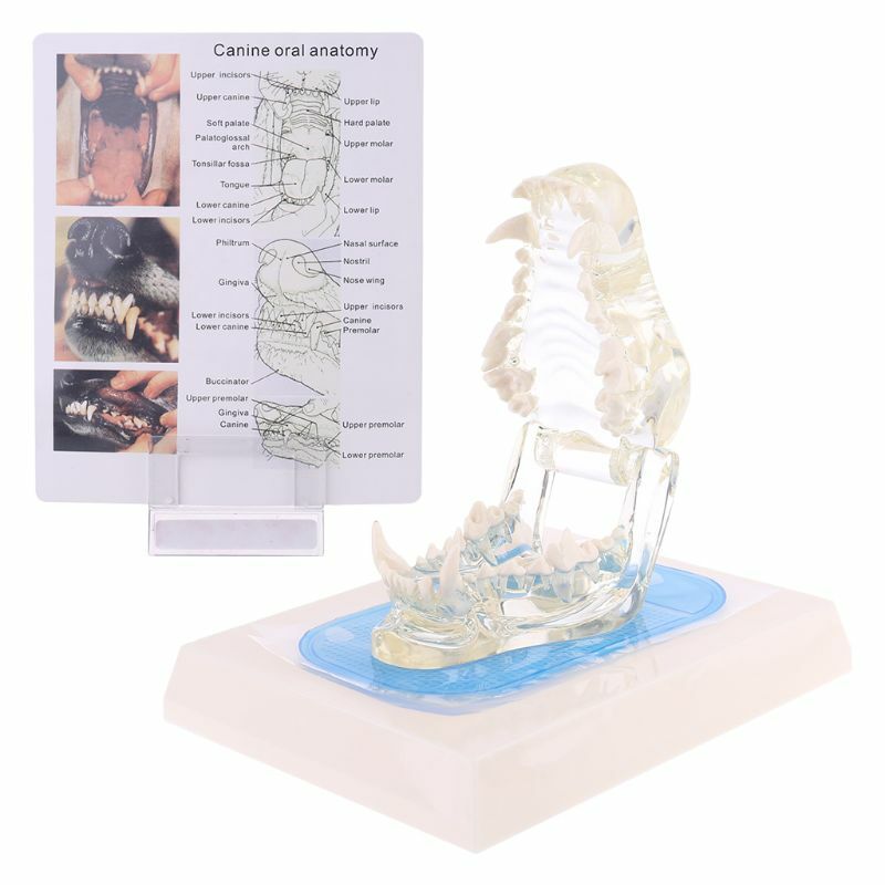 Modelo anatômico de dentes da mandíbula de cachorro, modelo transparente de dente anatômico da demonstração de ensino