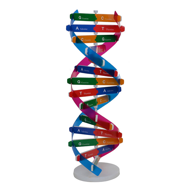 인간 유전자 DNA 모델, 이중 나선 과학 장난감, 교육 학습 교육 장난감