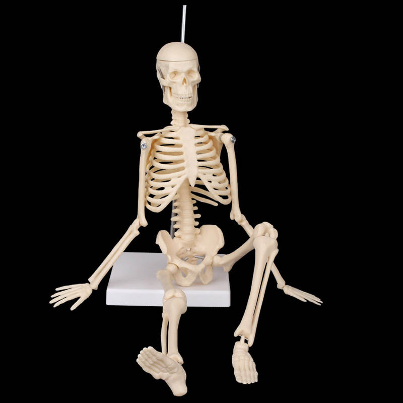 Modelo de esqueleto humano de anatomía anatómica, Ayuda de aprendizaje médico, 45CM, venta al por mayor al por menor