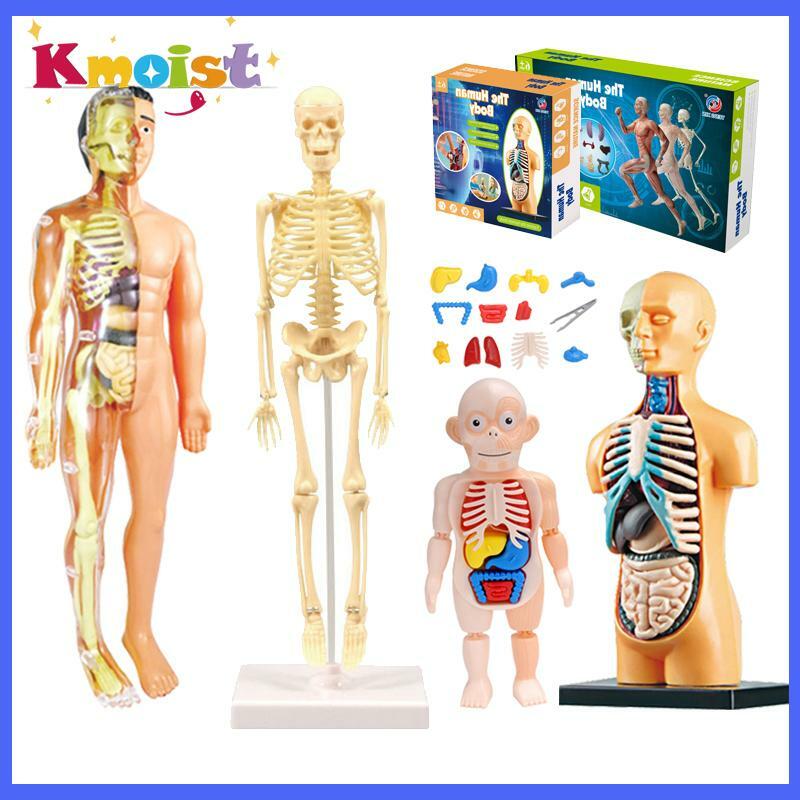 Ensemble de modules humains STEM pour enfants, organe expérimental, moteur, cerveau, torse humain, modèle d'anatomie du corps, jouets, cadeau pour Chrien