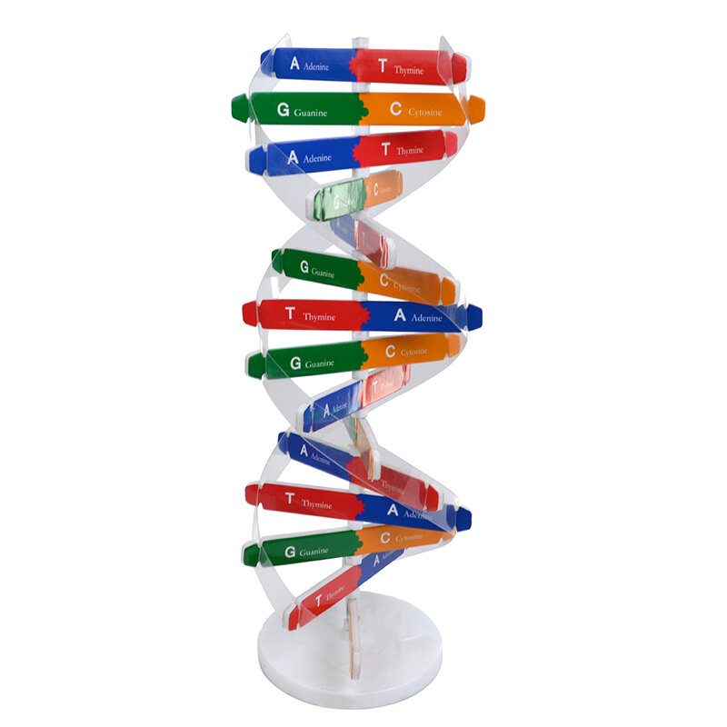 Model DNA manusia mainan sains Helix ganda mainan pembelajaran mengajar pendidikan
