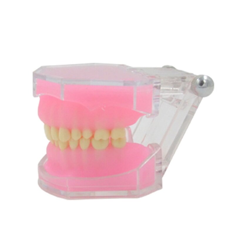 Typodont 치아 모델, Typodont 연구 모델, 탈착식 치아 모델, 교육 도구, 신제품 드롭쉽
