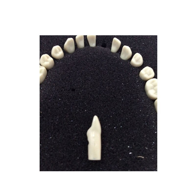 Gigi permanen, 32 buah Model akar lurus untuk alat bantu mengajar gigi