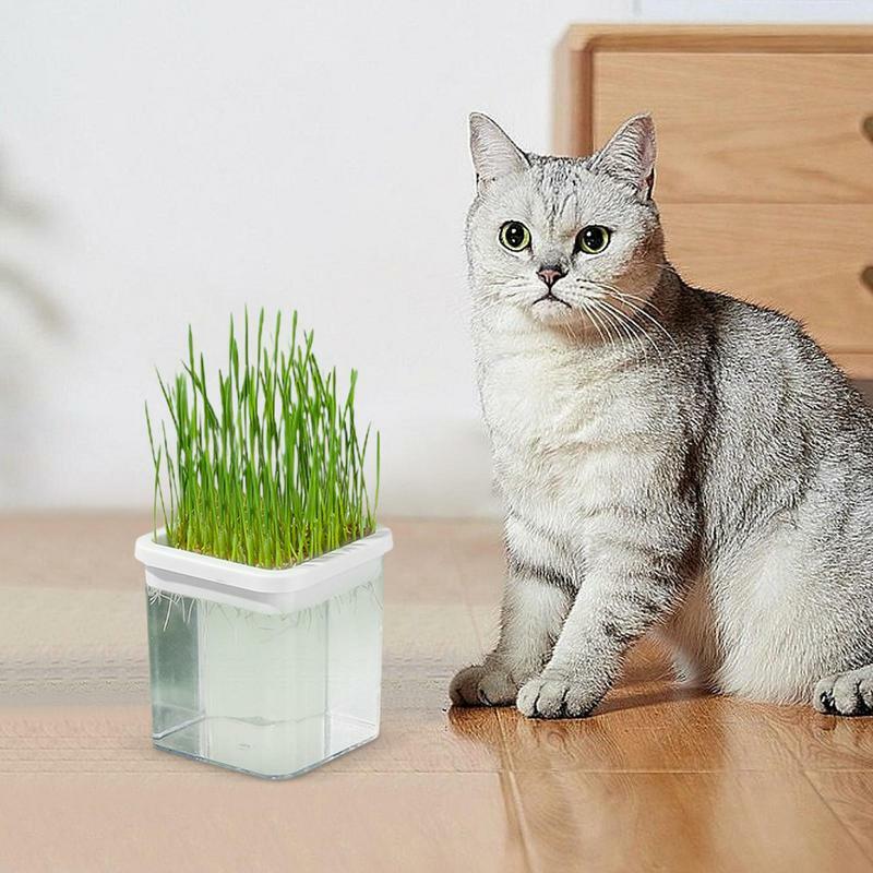 Hidroponik pot rumput kucing Asahan tanah budaya kucing tumbuh Kit Catnip rumput Kit tanpa tanah budaya tumbuh Set bibit &