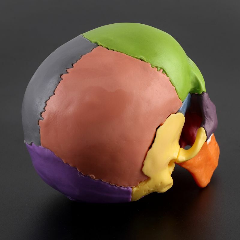 15 teile/satz 4D Zerlegte Farbe Schädel Anatomisches Modell Abnehmbare Medizinische Teachi