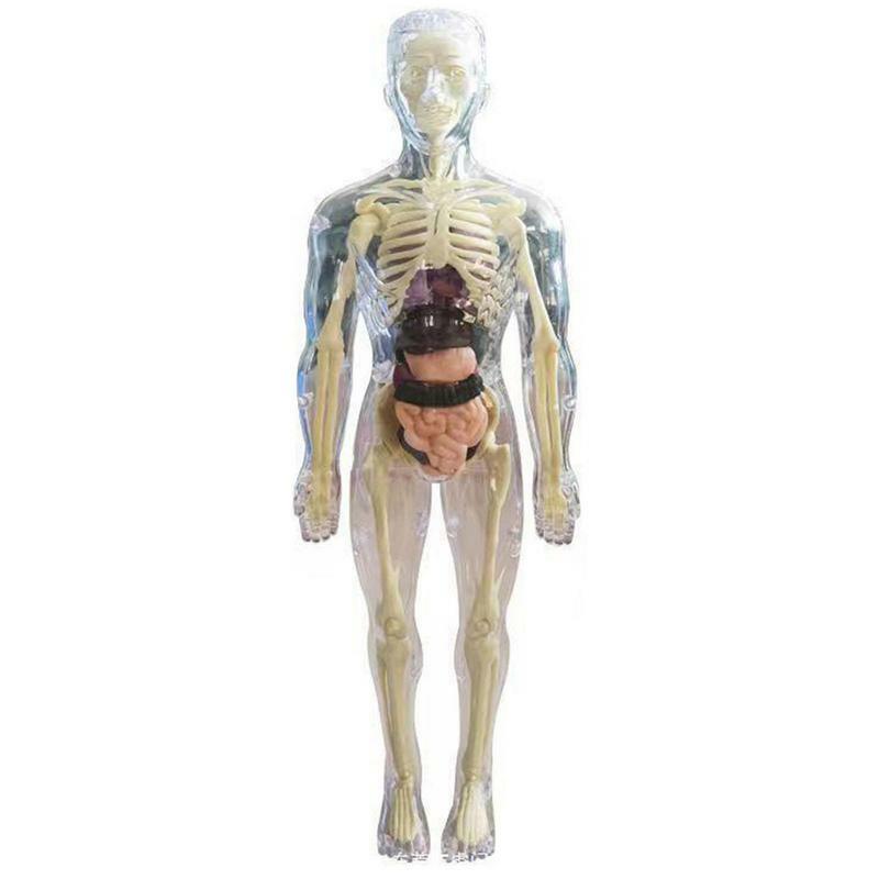 Modelo de corpo humano 3D visível para crianças, Boneca Anatômica Realista Suave, Órgão Removível, Brinquedos educativos