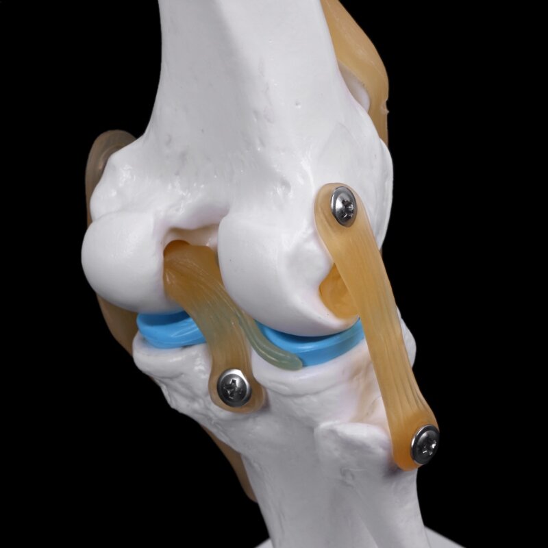 Ludzki anatomiczny staw kolanowy elastyczny model szkieletu Medyczna pomoc naukowa Anatomia