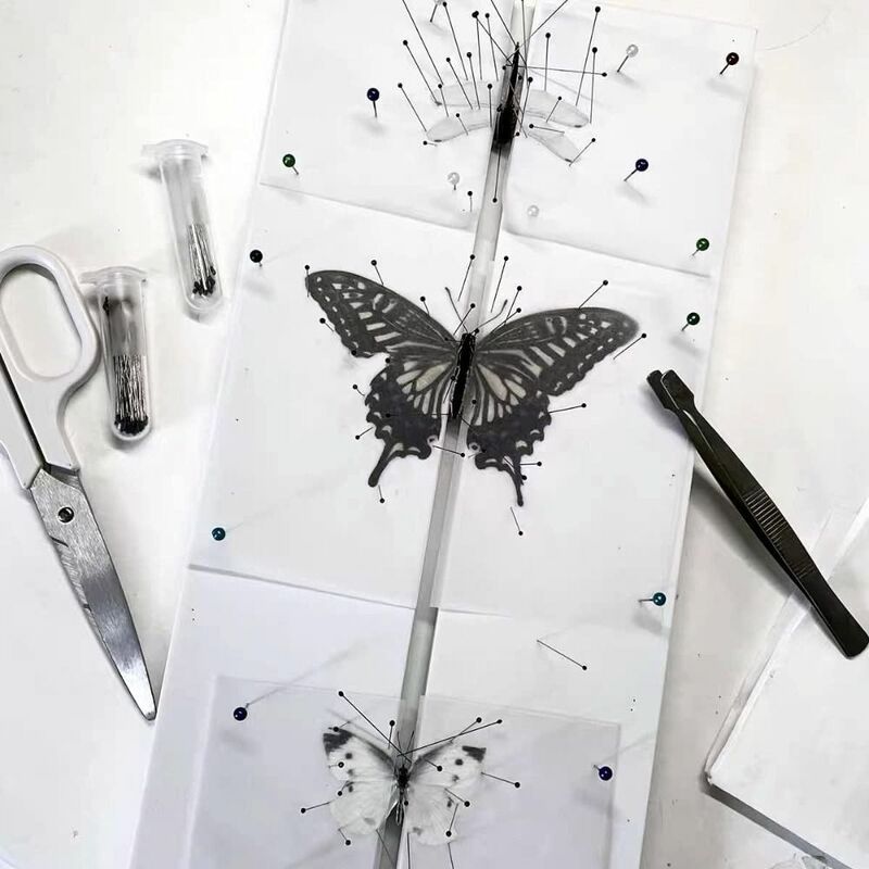 White Insect Pinning Board Double Sided EVA Foam piastre combinate Pose insetti tavole ali di diffusione della farfalla