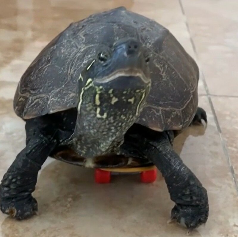 Mini monopatín pequeño para tortugas, loro, Tortuga, juguete, tabla de Skate de dedo para mascotas