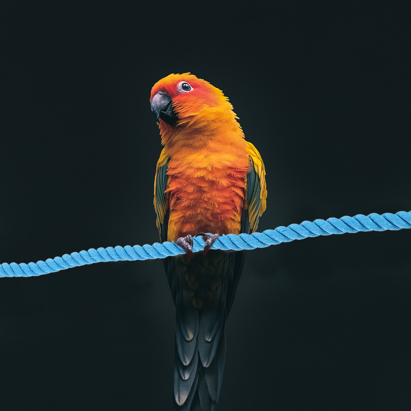 Corda per uccelli persico cotone pappagallo altalena in piedi corda da arrampicata giocattoli da masticare per uccelli gabbia per uccelli supporto per palo accessori