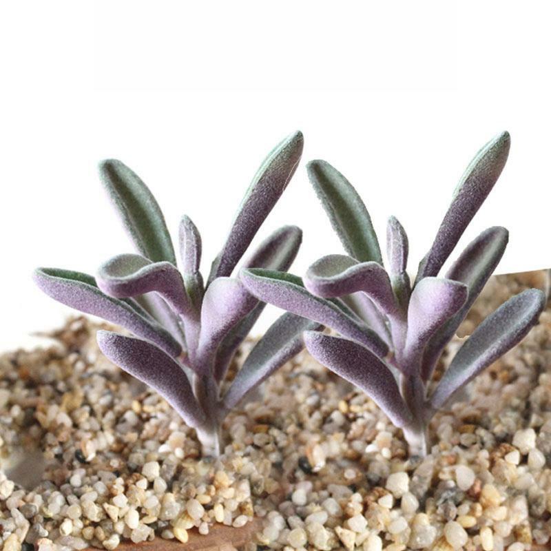 Mini Fausses Plantes Succulentes Flockées Artificielles, Texture Réaliste, Mignonnes, Tête Sans Pot
