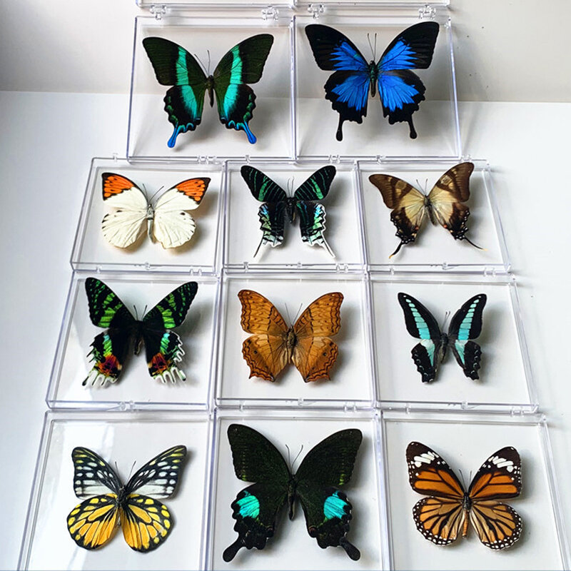 Espécimes naturais reais da borboleta espécimes raros e requintados Borboletas misturadas encaixotadas transparentes para a coleção da educação Rese