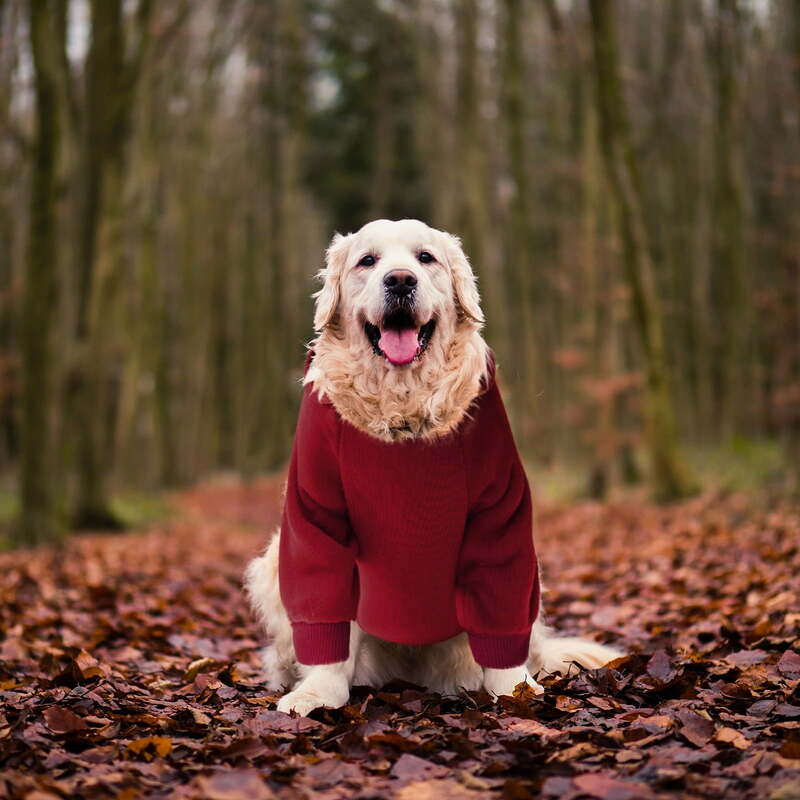 Yuehao Sweater anjing kecil, Hoodie anjing dengan saku jatuh, Sweater bulu hangat musim dingin untuk anjing kecil sedang