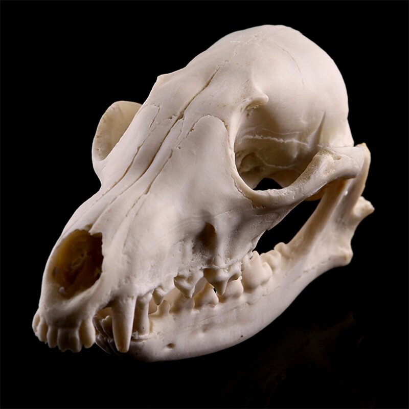 Os réalistes crâne pour tête, squelette en résine, modèle d'échantillon, accessoires d'halloween, fournitures horribles,