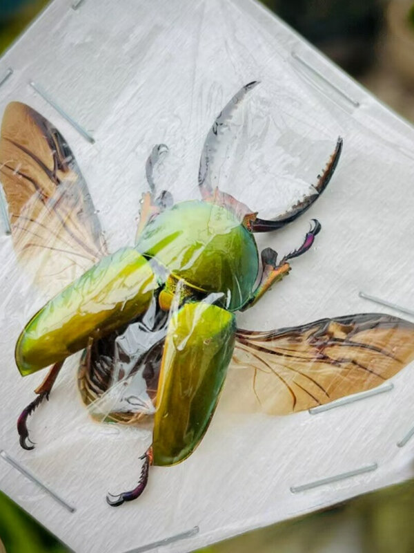 Lamprima adolphinae ama raccogliere campioni di insetti veri artigianato fai da te piccoli ornamenti fotografia puntelli decorazioni per la casa