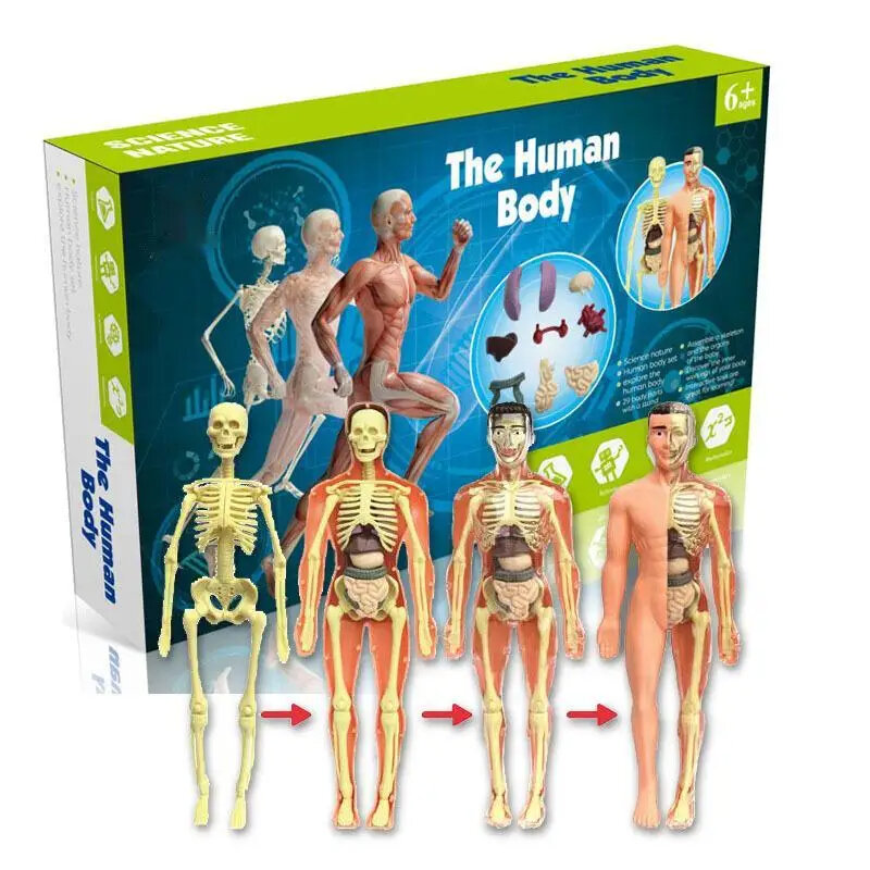 Modello 3D del Torso del corpo umano per bambini, anatomia, scheletro, rimovibile, simulazione, organo e scheletro, modelli di corpo staccabili