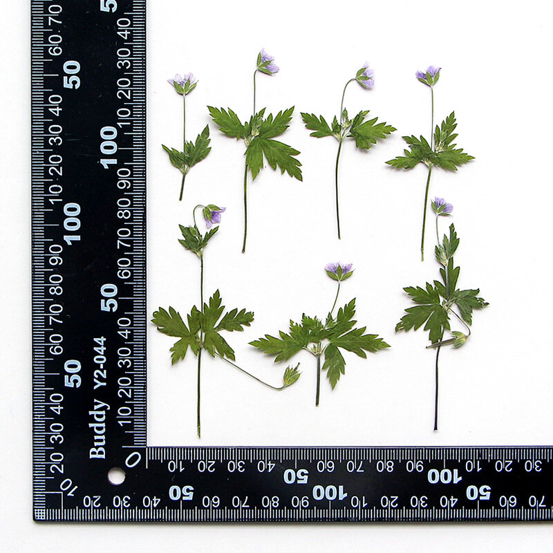 60 buah ditekan kering geranium wilfordii batang daun bunga Herbarium Resin epoksi kartu perhiasan bingkai pembatas buku casing ponsel lampu rias