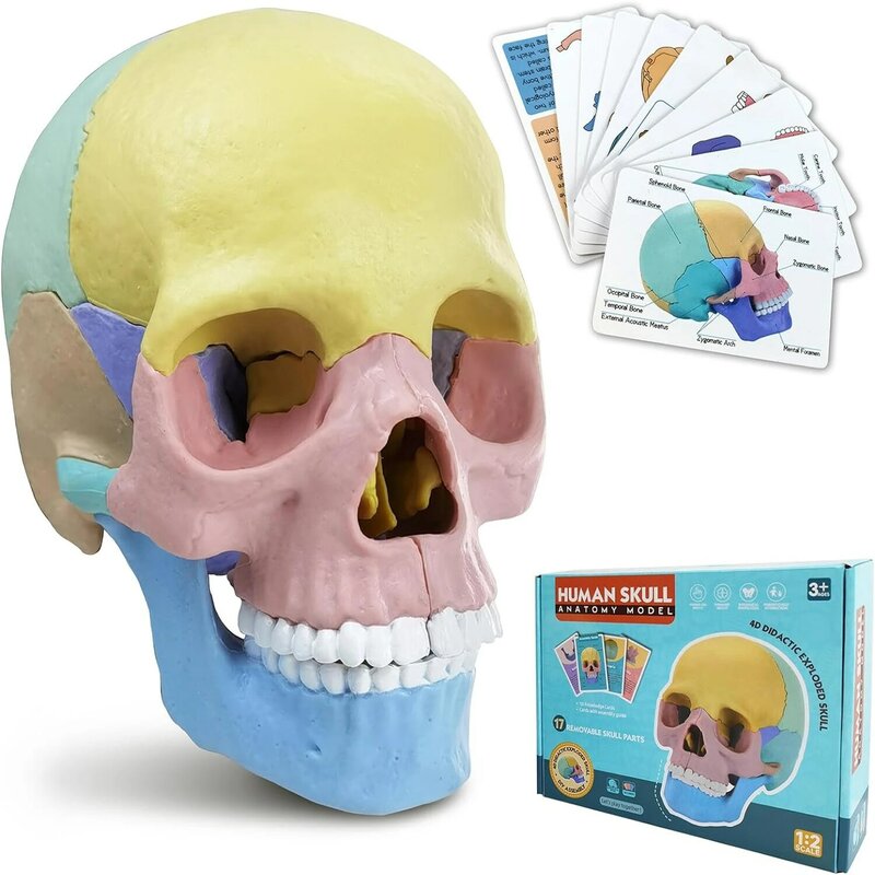 Женская модель, 17 частей головоломки для детей, маленькая медицинская модель черепа с флэш-картами