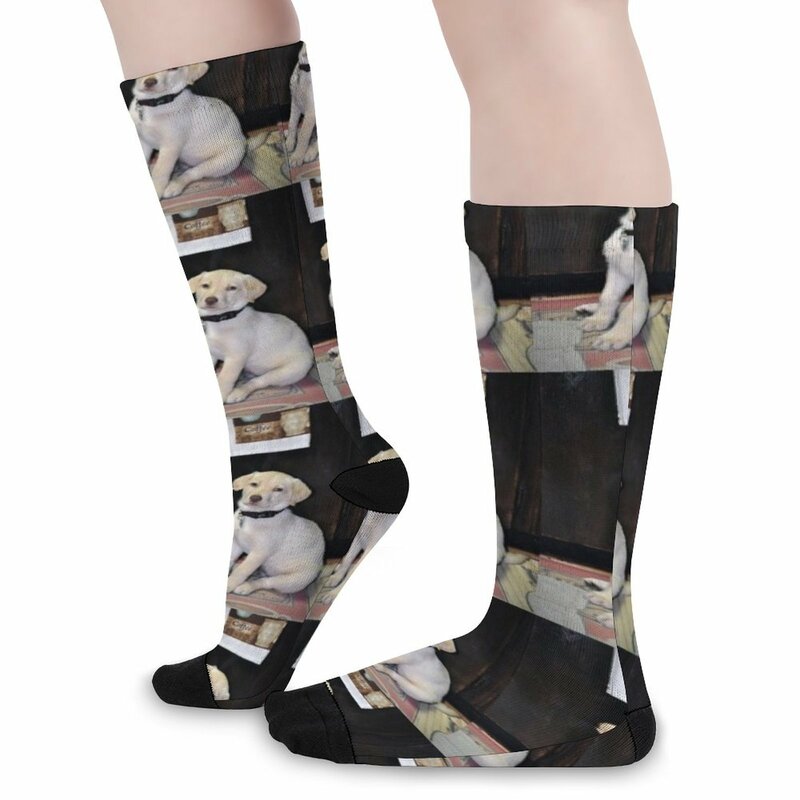 Calcetines divertidos de Labrador blanco para hombres y mujeres, lotes de calcetines