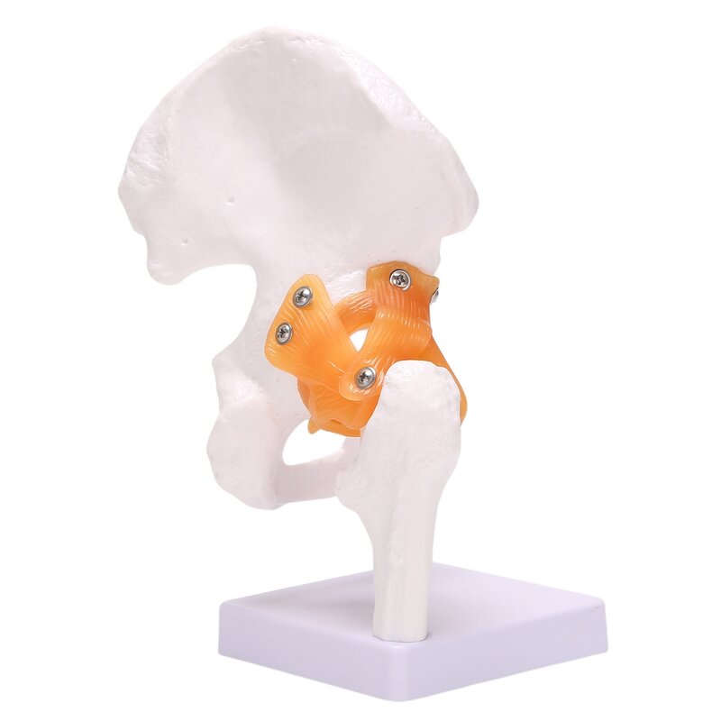 Modelo de hueso de cadera de tamaño real, modelo de articulación de cadera con ligamentos flexibles y puntos de referencia Bony, modelo de articulación de cadera humana