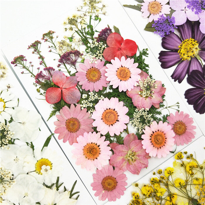 Material en relieve de flores secas envueltas con pegamento de marcapáginas de flores secas diy, carcasa de teléfono móvil, planta de flores en relieve