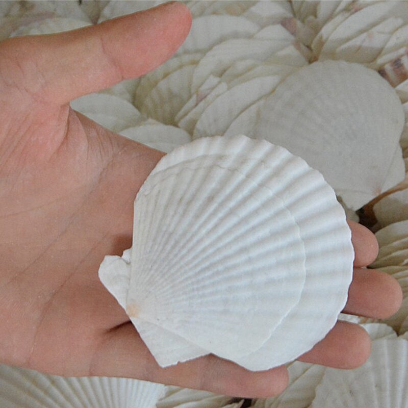 25Pcs Natural Scallop Shell, Special For Handmade DIY Creative Production Handmade DIY Creative Coloring Shell
