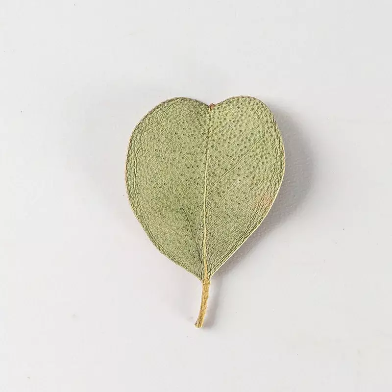 Hoja de eucalipto en forma de corazón, flor seca natural prensada, manual, cera de aromaterapia, marcapáginas de boda y Navidad, 2,5-4cm/12 piezas