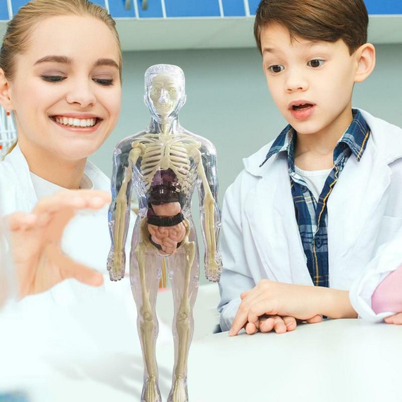 Modelo de corpo humano 3D visível para crianças, esqueleto realista, montagem anatômica, kit científico educacional, brinquedo de boneca