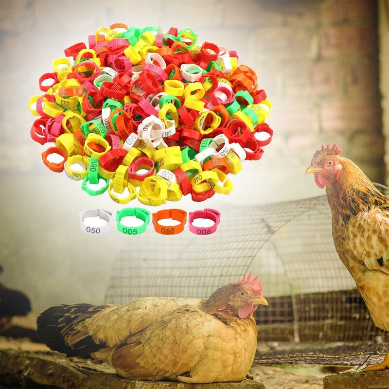 100x fascia di identificazione del pollo fasce per piedi di pollame per polli da piccione