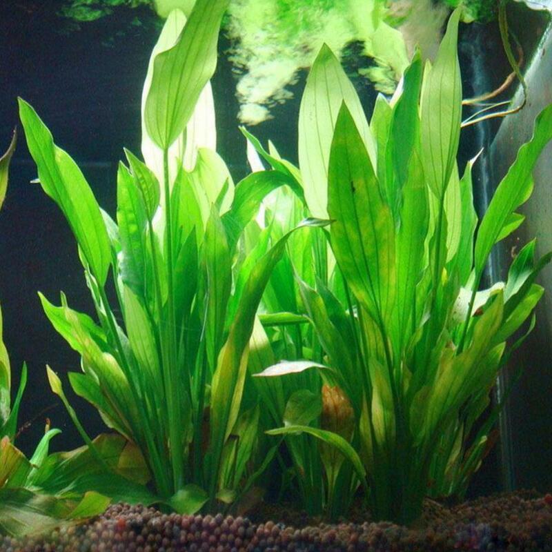 Plantas artificiais da decoração do aquário, ervas daninhas da água, grama verde, aquário, ornamento plástico, 12 cm
