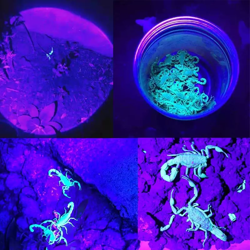 Linterna ultravioleta 2 en 1, luz blanca púrpura Dual, linterna con zoom, detección de agente fluorescente, escorpión, caza, UV