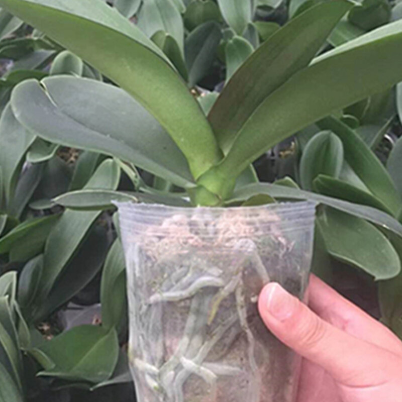 Pots de pépinière transparents de jardin, plantation, tasse nutritive, récipient de propagation d'orchidées, sac de semis, pot de fleurs en plastique souple