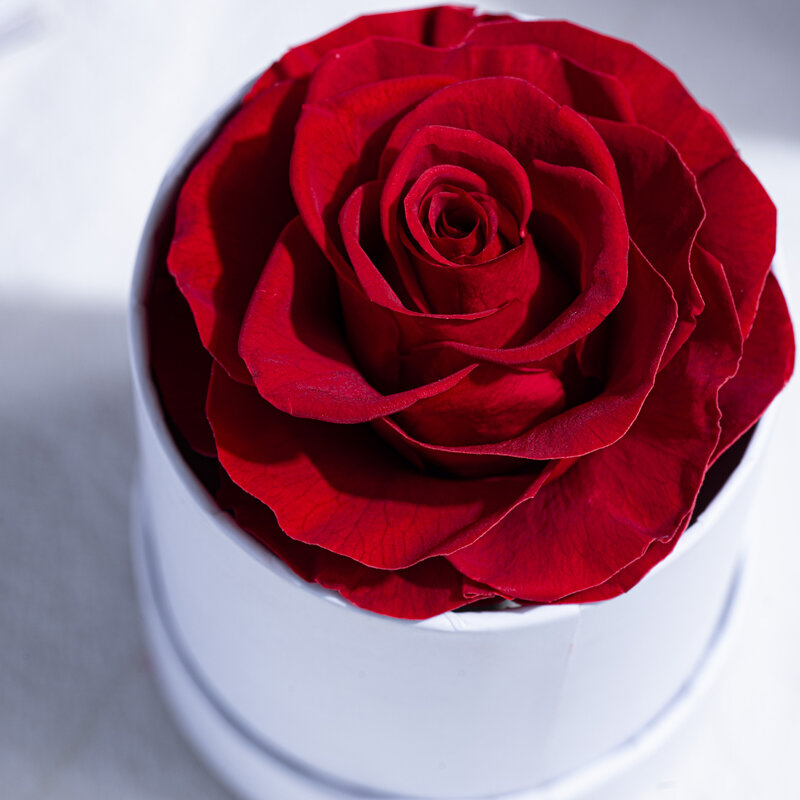 Caja de regalo de cubo de abrazo blanco redondo rosa eterna Natural, decoración del hogar, fiesta de vacaciones, regalo del Día de San Valentín