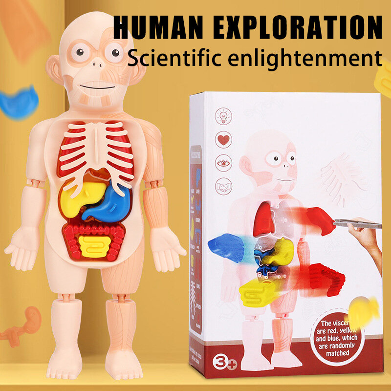 Mannequin 3D Montessori pour enfants, modèle d'anatomie, corps d'organe d'apprentissage, jouet assemblé, outils cognitifs