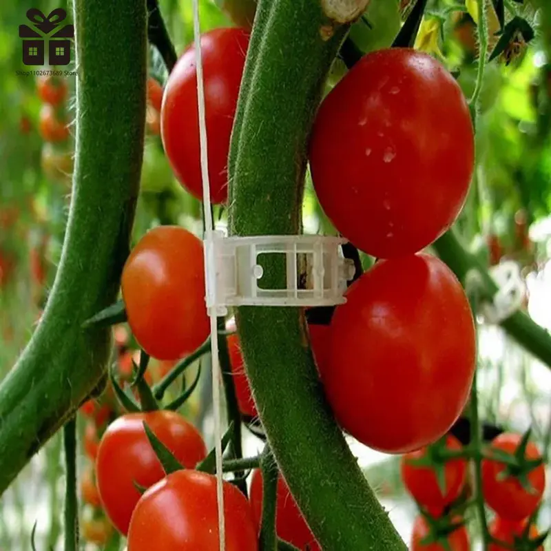 Klip pendukung tanaman plastik 150/50 buah, alat memperbaiki cangkok tanaman anggur dapat digunakan kembali untuk sayuran tomat perlengkapan Taman