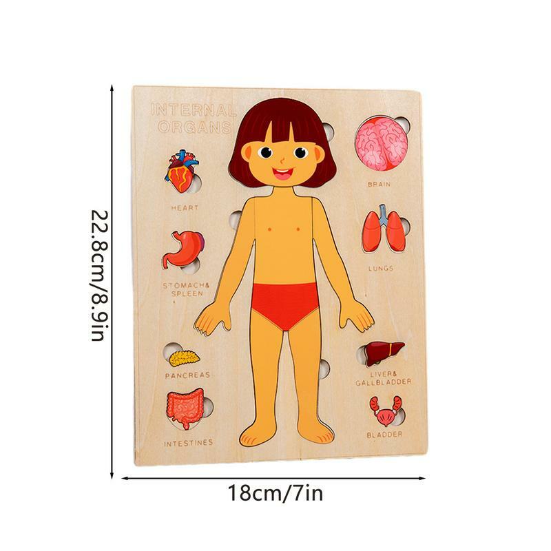 Puzzle tubuh manusia, mainan pendidikan aman tahan lama, mainan Puzzle anatomi kayu montesori untuk anak-anak, mainan pembelajaran warna-warni