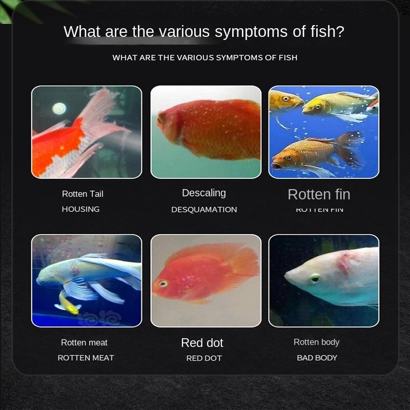 Peixinho podre corpo, cauda podre, branco-manchado koi peixe ornamental, carne podre, barbatanas podres, escalas fritas, nutrientes de ponto vermelho
