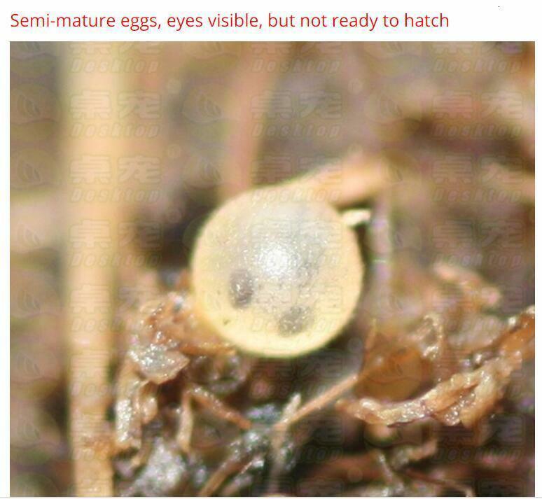 60mm L 2022 Magic Soil + Water = Fish Medaka Killifishes Eggs Fishes Egg Growing Christmas Toys For Children Funny 20 Eggs/Lot