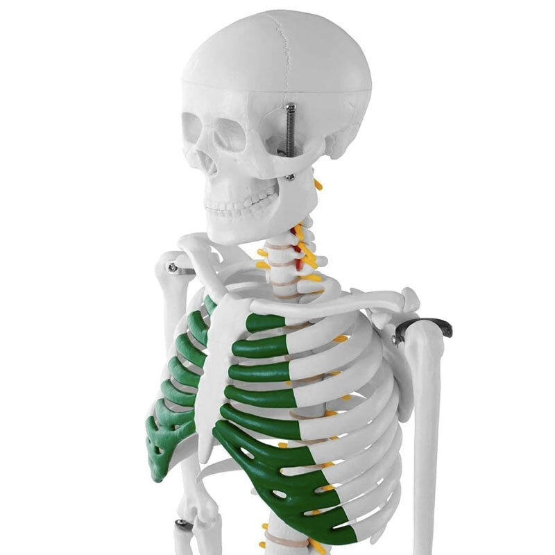 نموذج هيكل عظمي بشري مع ذراع وساق مرنة ، تشريح للبحوث الطبية ، أداة التدريس الطبي ، 85 *