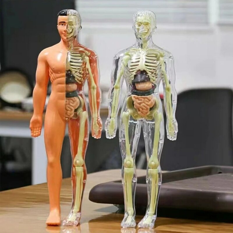Two Kinds Of 3D Human Body Anatomy Model Children Plastic DIY Skeleton Toy Science Early Learning Aids Educational Toys New